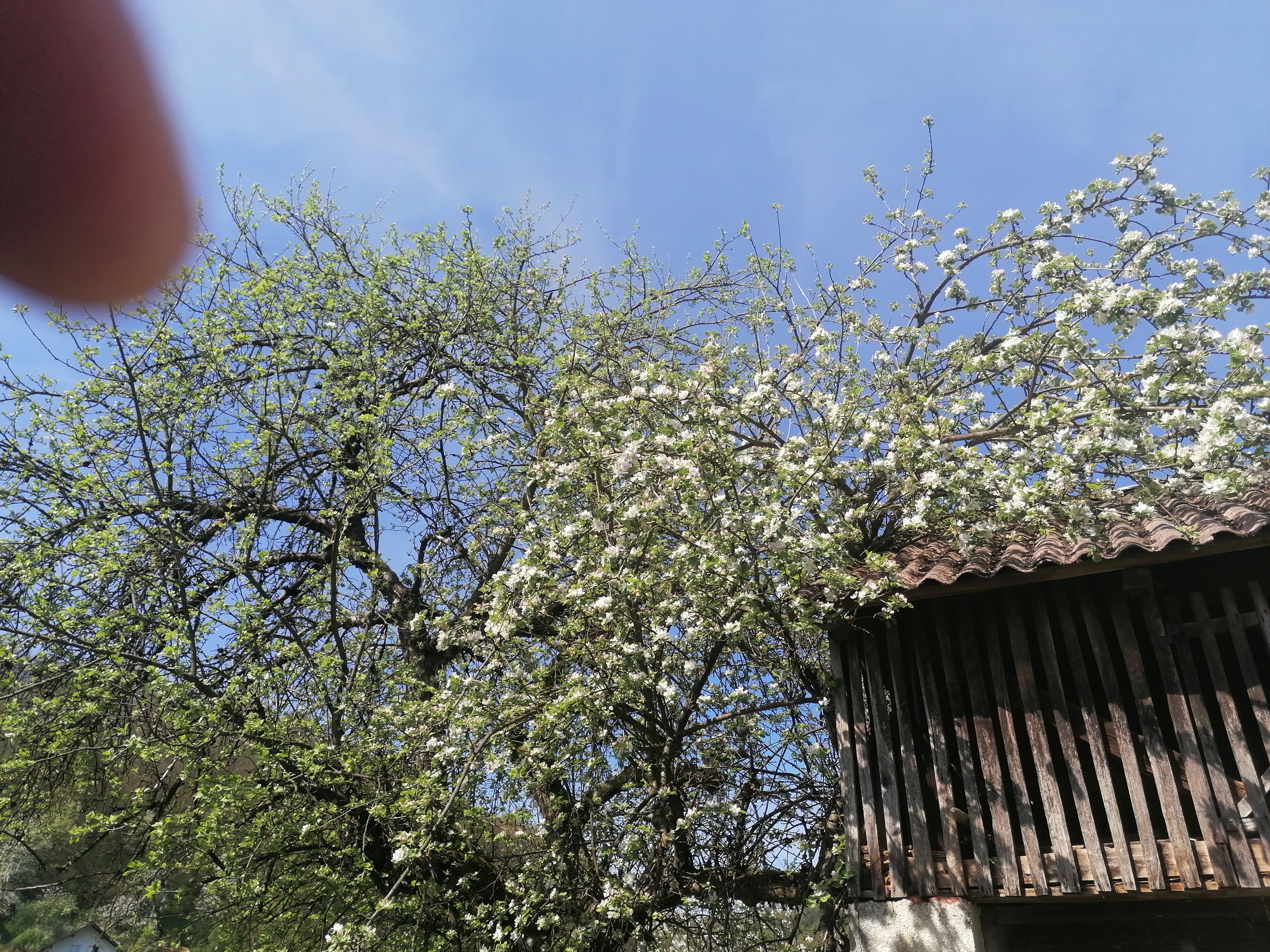 inbound6692270906795282363