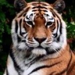 Profile picture of Ivan Apostolović