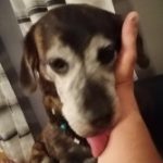 Profile picture of Baralic Nenad