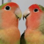 Profile picture of Goran Ristić